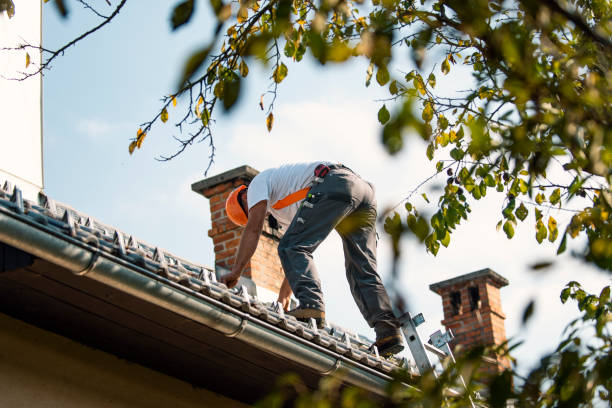 Best Roof Moss and Algae Removal  in Dumfries, VA